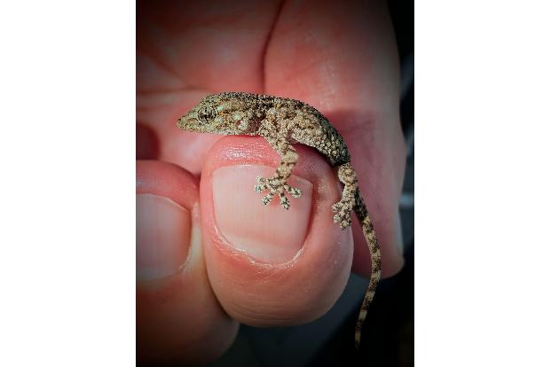 Diesen Gecko fand eine Frau aus Polen in einer Packung Rucola-Salat aus dem Supermarkt.
