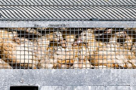 Unzählige Gänse und Enten mussten aufgrund des Vogelgrippe-Ausbruchs in Agrarbetrieben getötet werden. (Archivbild)