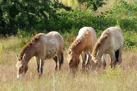 50 Jahre Opel Testcenter Dudenhofen