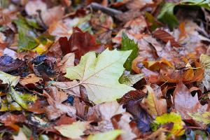 Der "Goldene Herbst" kam kaum zum Vorschein - die Sonne schien deutlich zu wenig. 