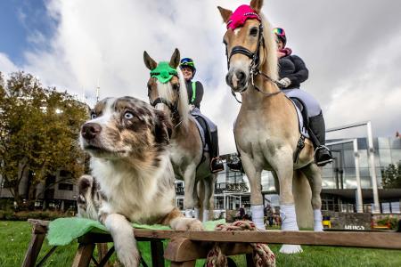 An drei Tagen erwartet die Messe "Hund & Pferd" rund 60.000 Besucherinnen und Besucher.