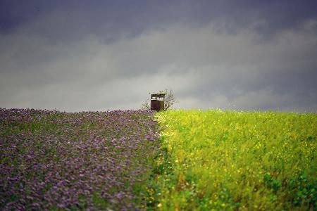 Zwei Felder in Brandenburg mit unterschiedlichen Farben liegen nebeneinander.
