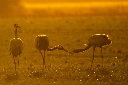 Kraniche stehen bei Vechta auf einem Feld. 