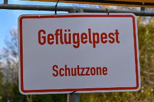 Nach Angaben des Friedrich-Loeffler-Instituts sind immer mehr Geflügelhaltungen in Deutschland von der Geflügelpest betroffen. In Betrieben in neun Bundesländern gab es bislang Seuchenausbrüche. (Symbolbild).
