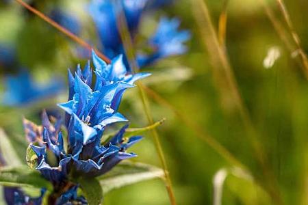 f_Camping-Tipps_Österreich_Schwalbenwurz-Enzian