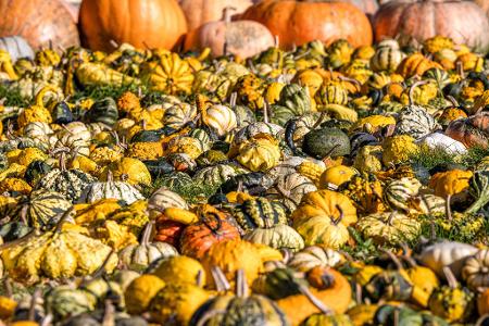 Herbstliche Kürbisvielfalt: Kleine Deko-Kürbisse auf dem Gelände eines Betriebs bei Schlepzig, Brandenburg.