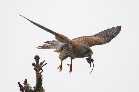 Jagderfolg - Turmfalke mit Maus in Sieversdorf