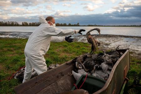 Die Geflügelpest hat in diesem Herbst besonders Kraniche erfasst. Tausende Tiere erlagen dem Virus. (Illustration) 