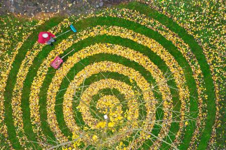 Herbstkunst im Garten: Ginkgo-Blätter in Spiralenform in einem Garten in Petersdorf