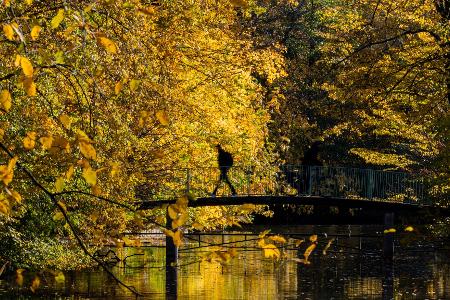 Goldener Morgen in Köln