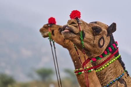 Geschmückte Kamele auf dem jährlichen Viehmarkt in Pushkar, im westindischen Bundesstaat Rajasthan in Indien.