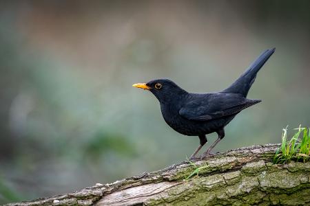 Amsel