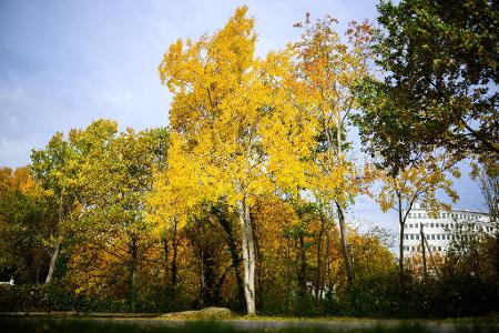Die Zitterpappel (Populus tremula) - auch Espe oder Aspe genannt - ist Baum des Jahres 2026. 