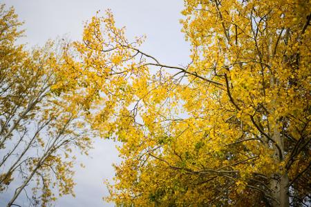 Die Zitterpappel verdankt ihr typisches, 