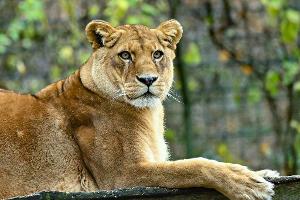 Gibt es für die fünf verbleibenden Löwen noch Hoffnung? (Archivbild)