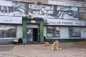 Tagelang berichteten internationale Medien über "blaue Hunde" in Tschernobyl. Im radioaktiv belasteten Sperrgebiet bezeichnet man die Berichte als Unsinn.