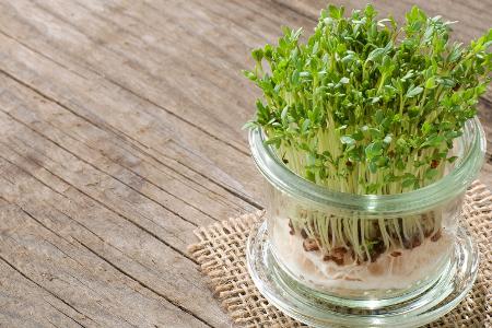 Ob im Salat oder auf dem Brot: Kresse