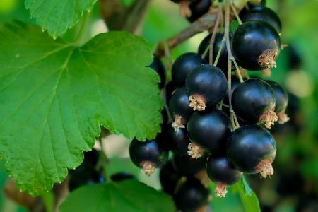 Statt der roten Variante: Schwarze Johannisbeere