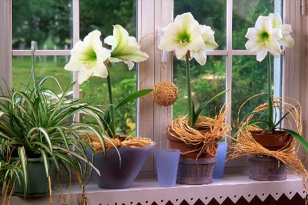 Blütezeit auf der Fensterbank