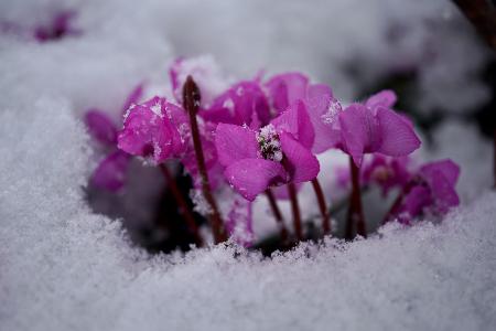 Winterharte Pflanzen