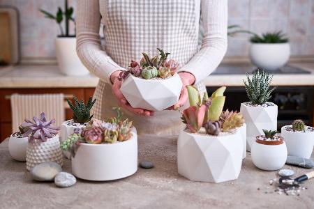 Sukkulenten, Kakteen & Co.