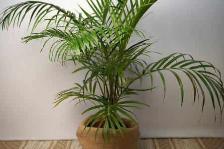 Howea-Palme, Zimmerpflanze im Topf.