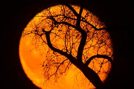 Äste eines Baumes sind vor dem rötlich leuchtenden und abnehmenden Mond am frühen Abend über der Landschaft bei Sieversdorf zu sehen.