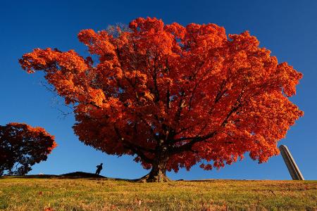 Eine Person geht an einem Ahornbaum vorbei, der sich in leuchtend roter Färbung präsentiert.