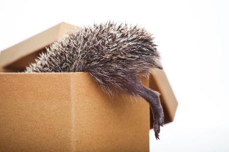 Igel in der Box
