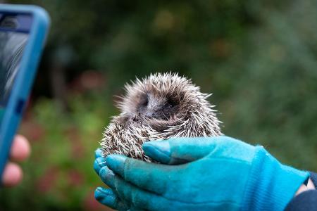 Päppeln bis zum Auswildern