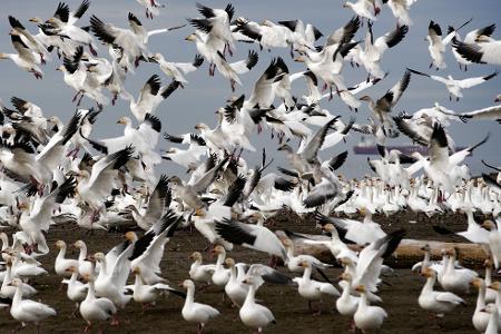 Schneegänse heben über dem Iona Beach in Richmond, British Columbia, Kanada, ab. 