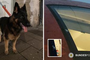 Steinwürfe auf einen Eurocity, ein entlaufener Hund im Stammstreckentunnel und mehrere Gewaltdelikte beschäftigten die Bundespolizei in München