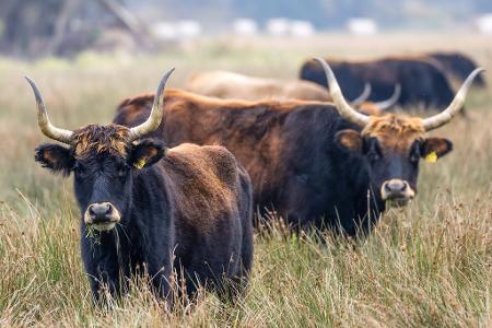 Auerochsen grasen an einem trüben Tag auf einer Wiese im Aueroxenreservat Spreeaue nördlich der Stadt Cottbus.