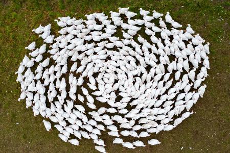 Schnatter, schnatter: Zuchtgänse laufen über eine Wiese in Sachsen. (Archivbild)