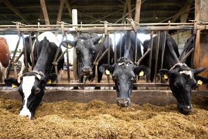 Schon im vergangenen Jahr waren nach Bauernprotesten in der EU Erleichterungen für Landwirte beschlossen worden. (Archivfoto)