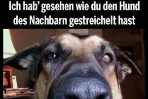 Tierisches Meme