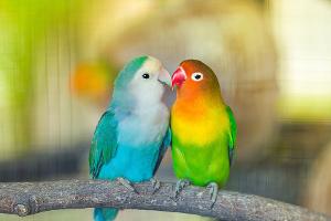 TikTok-Beziehungstest: Was hat es mit der "Bird Theory" auf sich?