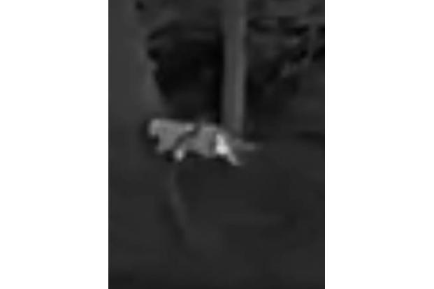 Die Schwarz-Weiß-Aufnahmen des Jägers zeigen die vermeintliche Großkatze.