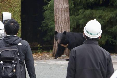 Die Berichte über Bärenangriffe schrecken inzwischen auch einige Touristen ab. (Archivbild) 