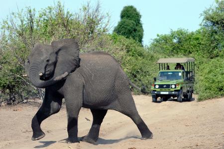 Auf den Aufstieg folgte nach einer Elefantenjagd ein tiefer Sturz. (Archivfoto)