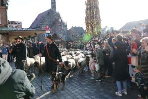 Eine Herde mit 600 Schafen ist in Nürnberg mitten durch die Stadt zu ihren Winterweiden gezogen. 