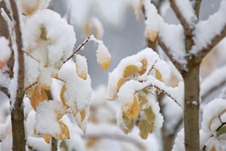 In den ersten Regionen klopft zum Beginn der Woche der Winter mit Schneefällen an (Archivbild).