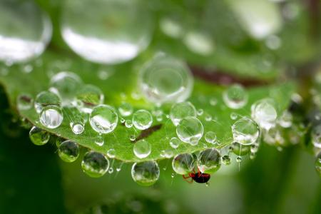 Eine Milbe (unten) klettert zwischen Regentropfen an einem Kleeblatt an einem Hang im ländlichen Südwesten Oregons.