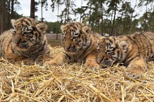 Diese drei Tigerbabys wurden im Serengeti-Park in Hodenhagen geboren.
