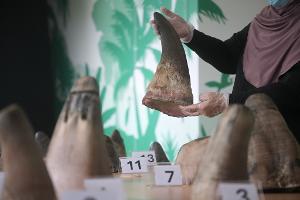 Die Hörner von Nashörnern sind heiß begehrt - vor allem in Asien.