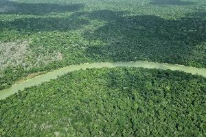 Deutschland gibt viel Geld für einen neuen Tropenwaldfonds.
