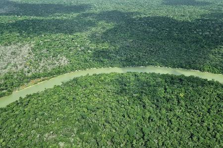Deutschland gibt viel Geld für einen neuen Tropenwaldfonds.