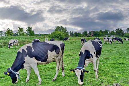 Kühe, Nordsee, Camping, Urlaub