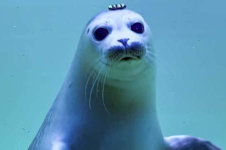 Seehund, Nordsee, Camping, Urlaub