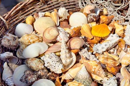 Muscheln, Nordsee, Camping, Urlaub